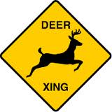 Driving Tips During Deer Hunting Season